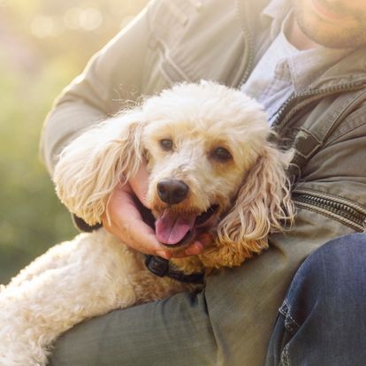 A person is holding a white poodle in their arms A person is holding a white poodle in their arms