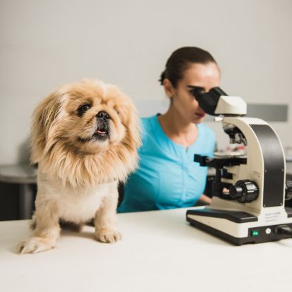 A person is looking at a dog in front of a microscope A person is looking at a dog in front of a microscope