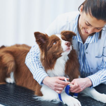 A person is petting a brown and white dog on a table A person is petting a brown and white dog on a table