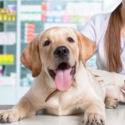 A person is sitting at a desk with a dog in front of them A person is sitting at a desk with a dog in front of them