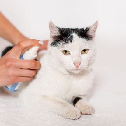 A person petting a black and white cat A person petting a black and white cat