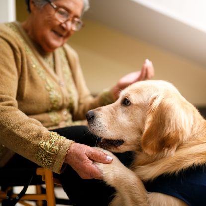 A person petting a golden retriever dog A person petting a golden retriever dog