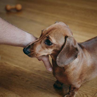 A small dachshund dog is being petted by a person A small dachshund dog is being petted by a person
