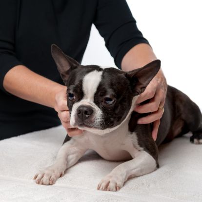 a boston terrier being groomed by a groomer a boston terrier being groomed by a groomer