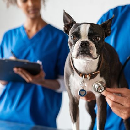 a boston terrier is being examined by a vet a boston terrier is being examined by a vet