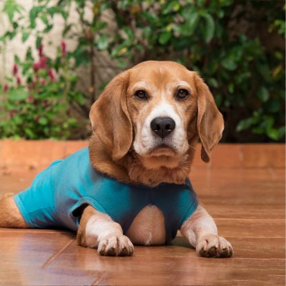 a brown and white dog wearing a blue shirt a brown and white dog wearing a blue shirt