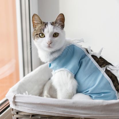 a cat wearing a blue shirt sitting in a basket
