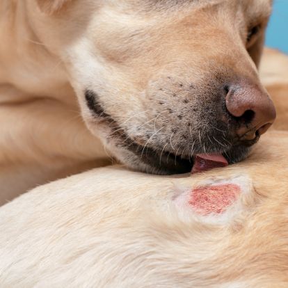 a close up of a dog licking its paw a close up of a dog licking its paw