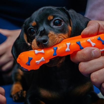 a dachshund puppy chewing on an orange and black toy a dachshund puppy chewing on an orange and black toy