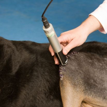 a dog being groomed by a person using an electric shaver a dog being groomed by a person using an electric shaver