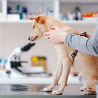 a dog is being examined by a vet a dog is being examined by a vet