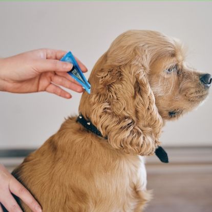 a dog is being groomed with a blue toothbrush a dog is being groomed with a blue toothbrush