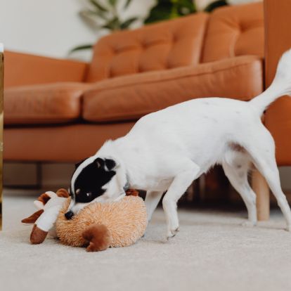 a dog playing with a stuffed animal on the floor a dog playing with a stuffed animal on the floor