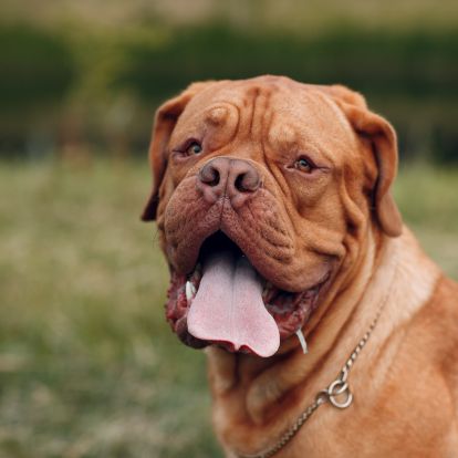 a dog with its tongue out in the grass a dog with its tongue out in the grass