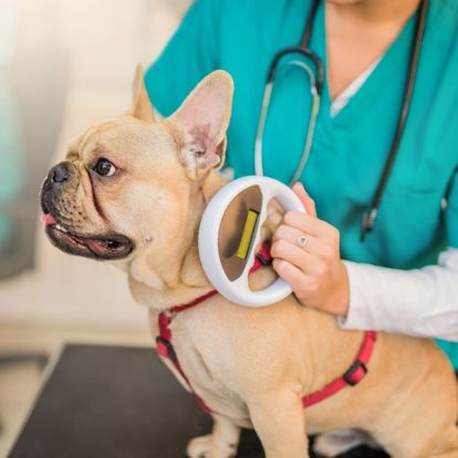 a french bulldog being groomed by a vet a french bulldog being groomed by a vet