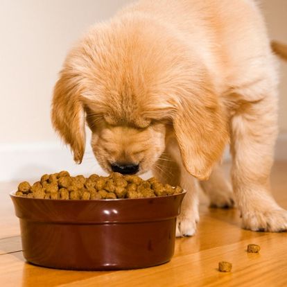 a golden retriever puppy sniffing out food from a bowl a golden retriever puppy sniffing out food from a bowl