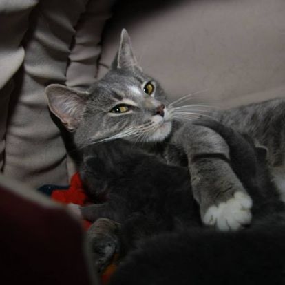 a gray cat laying on top of a blanket a gray cat laying on top of a blanket