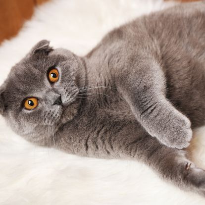 a gray cat laying on top of a white fur rug a gray cat laying on top of a white fur rug