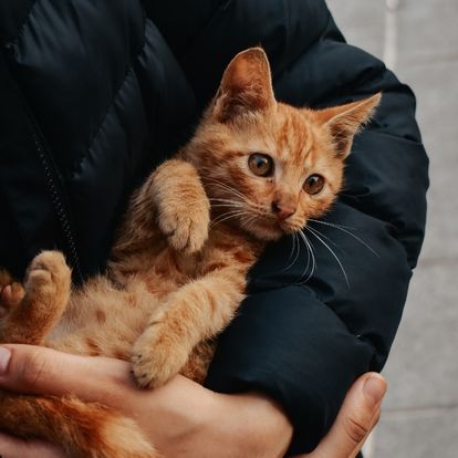 a person holding an orange kitten in their arms a person holding an orange kitten in their arms