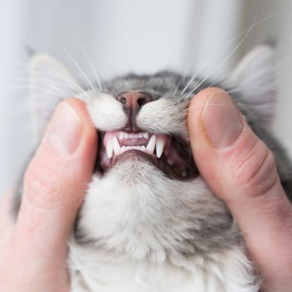 a person holding up a cat with its mouth open a person holding up a cat with its mouth open