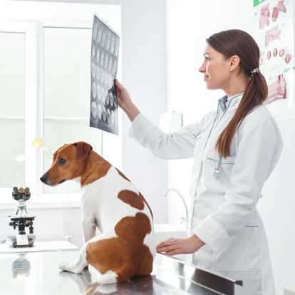 a person in a lab coat is looking at an x - ray of a dog a person in a lab coat is looking at an x - ray of a dog
