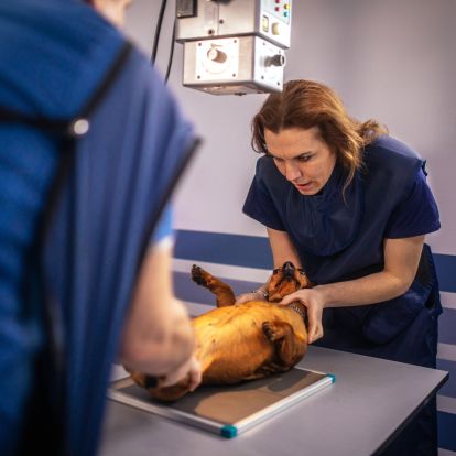 a person is examining a dog on a table a person is examining a dog on a table