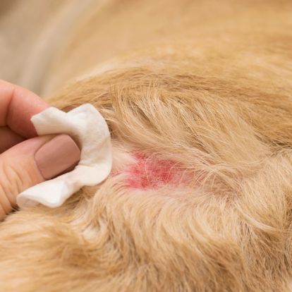 a person putting a bandage on the back of a dog