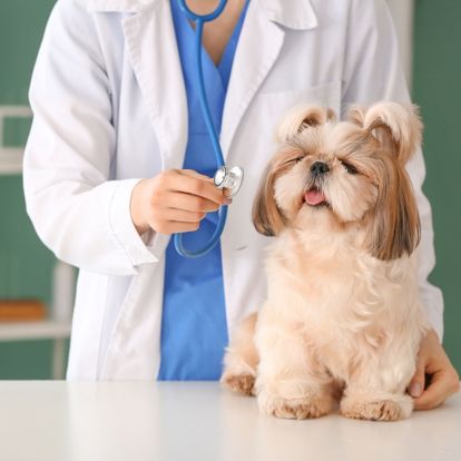 a vet examining a dog with a stethoscope a vet examining a dog with a stethoscope