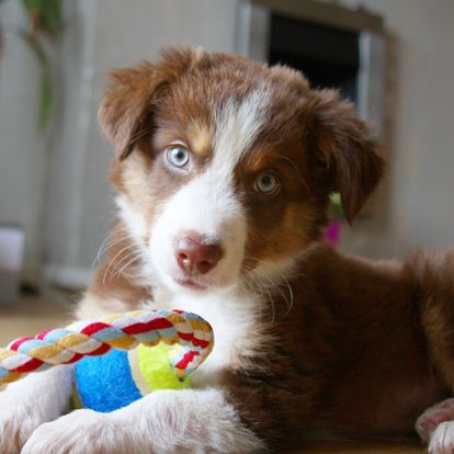 an australian shepherd puppy laying on the floor with a toy an australian shepherd puppy laying on the floor with a toy