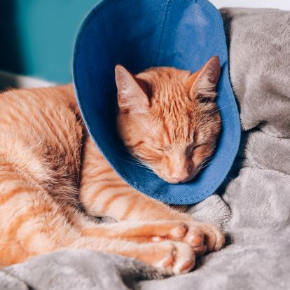 an orange tabby cat with a blue cone on its head an orange tabby cat with a blue cone on its head