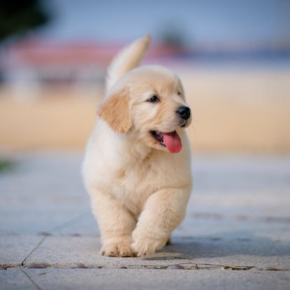 golden retriever puppies for sale golden retriever puppies for sale
