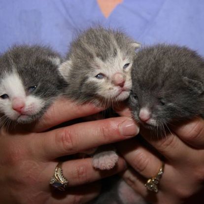 three kittens are held in the hands of a person three kittens are held in the hands of a person