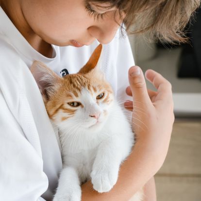 A boy holding an orange and white cat A boy holding an orange and white cat