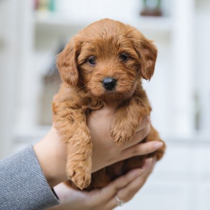 a person holding a small brown puppy in their hands a person holding a small brown puppy in their hands