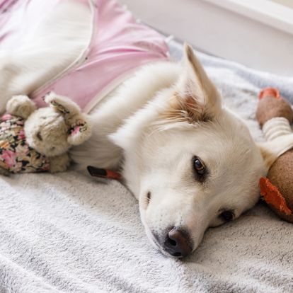 White dog pink toys White dog pink toys