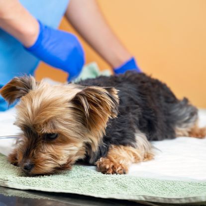 Yorkshire terrier at vet Yorkshire terrier at vet