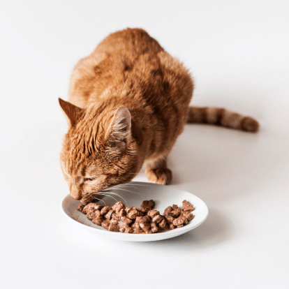 feline nutrition orange cat eating from a small white dish