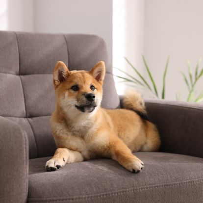 A Shiba Inu dog with golden fur lies comfortably on a gray upholstered Litchfield Veterinary Hospital Team
