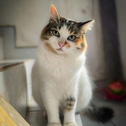 A calico cat with white, brown, and orange fur sits on stairs, looking towards the camera with its ears perked A fluffy ragdoll kitten with blue eyes sits between a white door and a framed picture with orange leaves