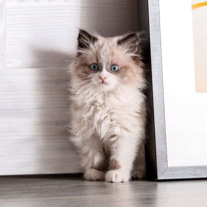A fluffy ragdoll kitten with blue eyes sits between a white door and a framed picture with orange leaves A fluffy ragdoll kitten with blue eyes sits between a white door and a framed picture with orange leaves