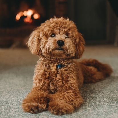 A small, fluffy, brown poodle mix dog lies on a carpeted floor with its paws crossed A small, fluffy, brown poodle mix dog lies on a carpeted floor with its paws crossed