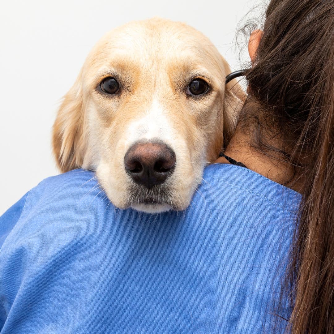 golden retriever rests its head on a person's shoulder