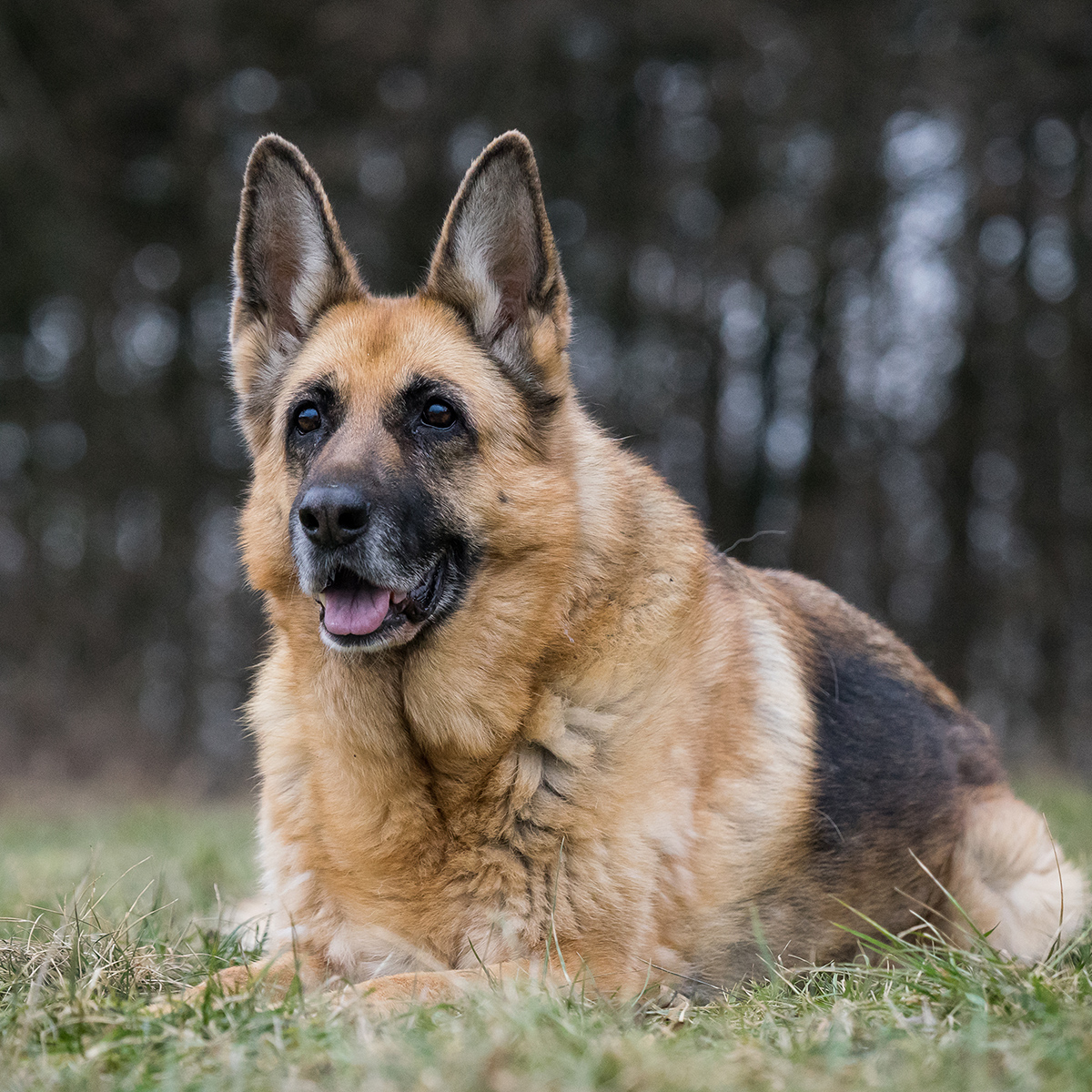 A German Shepherd lies on grassy ground, looking alert with ears perked up