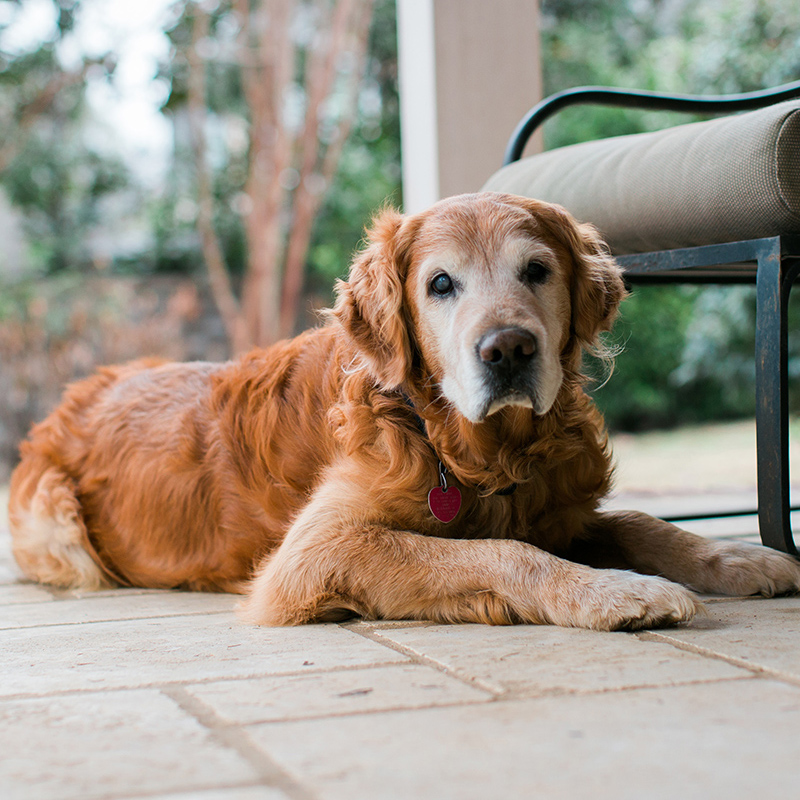 Older golden retriever with a red tag rests on a patio, beneath a chair.
