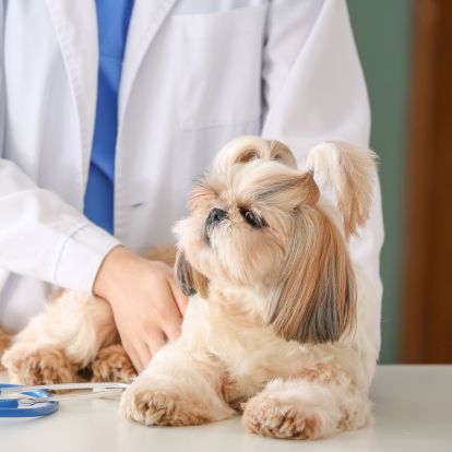 vet examining a dog