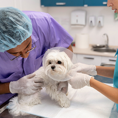 a vet holding a dog